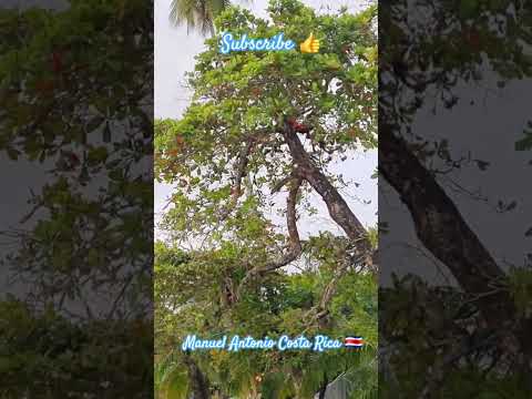 Travel, view, life, Manuel Antonio, Puntarenas, Costa Rica, 🇨🇷.