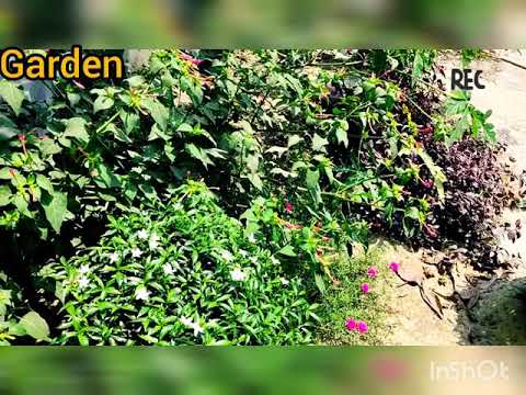 Yard garden|Maruf