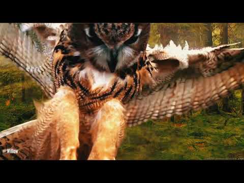 Coruja #Iamim #yamim #Magia #Bruxaria #Feitiço