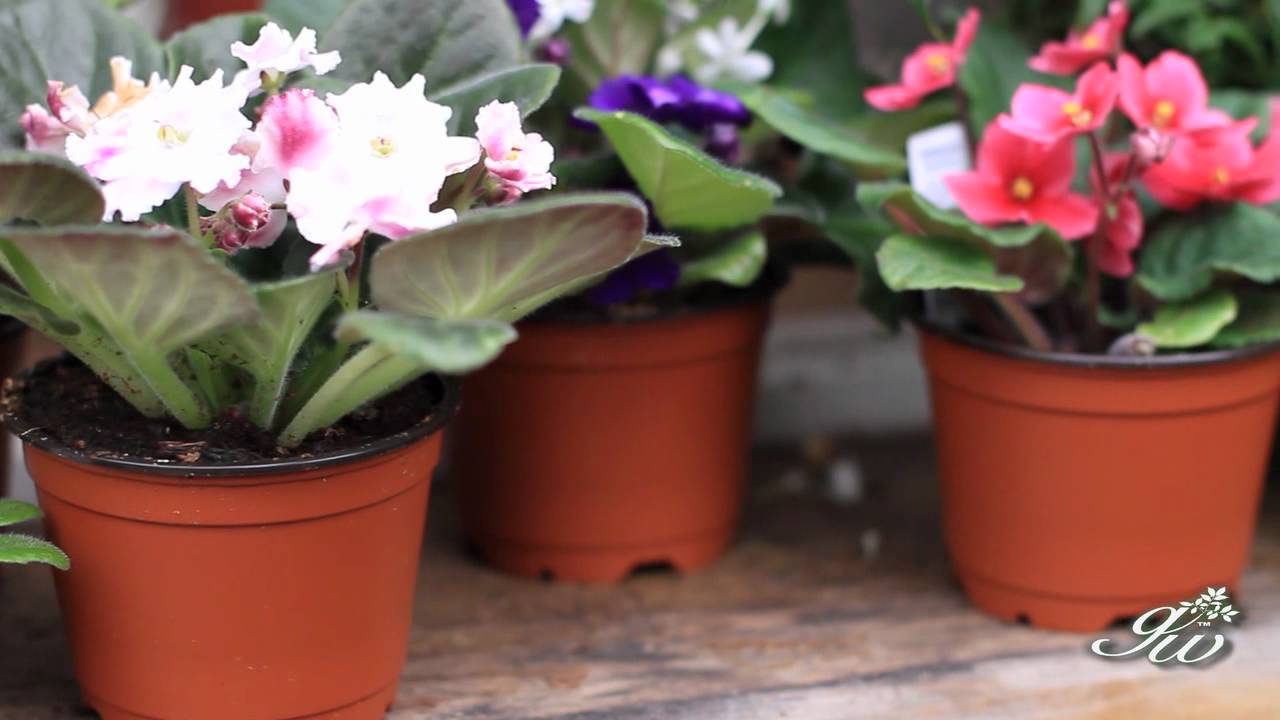 African Violet and Primrose - Two Beautiful Flowers to add to your garden.