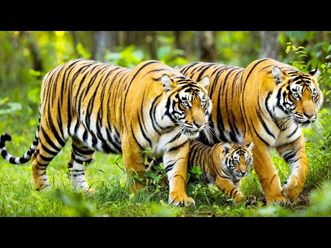 Rare Royal Bengal Tiger’s on Full Display | Extreme Wildlife Video