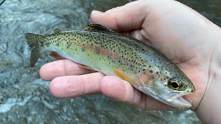 Fly fishing the Soque River (public section) stocker paradise !!