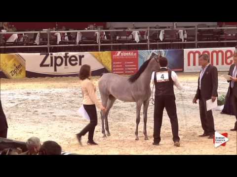 N.4 AJ EMANA - Wels 2015 - Fillies 1 year old (Class 2A)