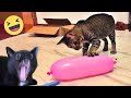 Funniest Cats And Dogs Videos 😁 - Best Funny Animal Videos 2024 🥰#11