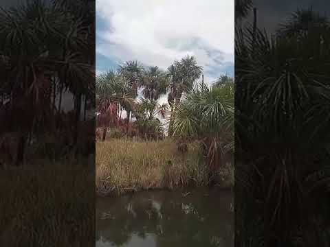 sítio em vila recrear/alto alegre/Roraima.#shorts