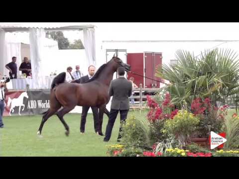 N.91 MIKADO KA - Chantilly 2015 ABCE - Stallions 4 years old (Class 9)