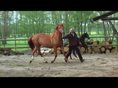 16 Stutfohlen v. Diacontinus