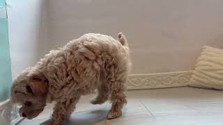 ハーフ犬の動画01