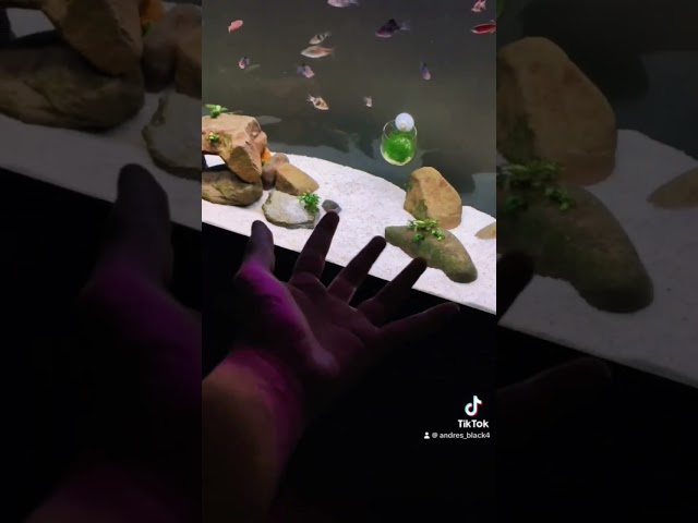 Vídeo relacionado con Amtra Gravel Noa Grava Natural Para Acuarios, Piso Decorativo, Granos Gruesos Blancos de 4-8 mm, Tamaño 10 kg
