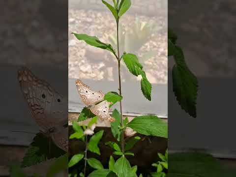 Borboletario - Mirante do Caldas - #barbalha #ceará