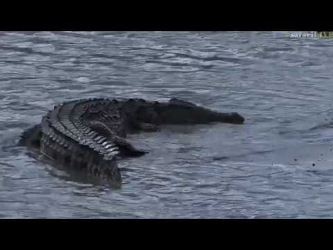 Feb 6, 2017- Croc hunting Terrapins with Brent Leo Smith