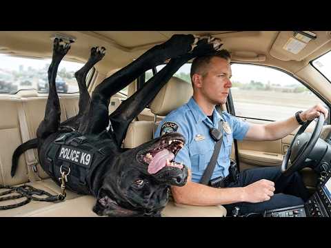 When Police Dogs Forget Their Job 🐕👮‍♀️