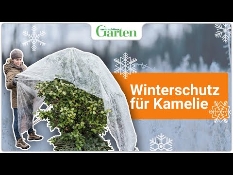 Kamelien überwintern: So gelingt’s!