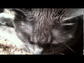 Grey Cat Purring Loudly
