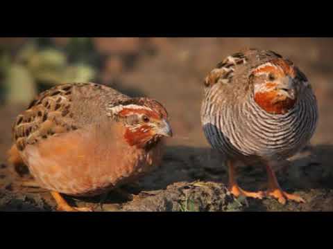 , title : 'Quail  ( Complete  documentary)'