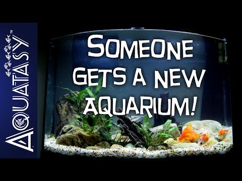 Aquatasy - Someone Gets A New Aquarium! - Aqueon 36 Gallon Bowfront Aquarium Ensemble