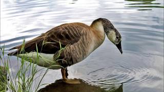 Hayes Carll - &quot;Wish I Hadn&#39;t Stayed So Long&quot;