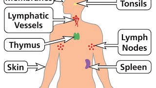 Lymphatic System Explained: B & T Cell Immunocompetency, Thymus, Bone Marrow, and Memory Cells
