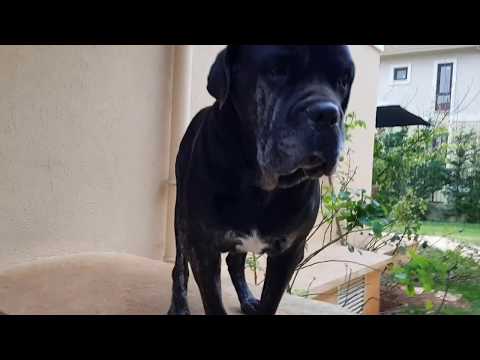 Cane Corso "Babu" & Dogo Argentino "Magnum"  Sabah uğurlama / Good Bye