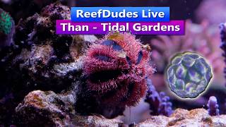ReefDudes Live Q&A - Than - Tidal Gardens