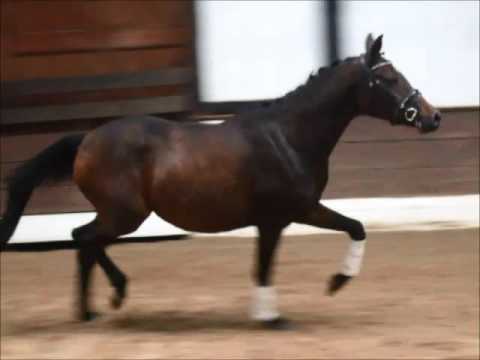 "ALANYA Z" 2j. Reitpony v. Nutrix - Folklore -for sale-