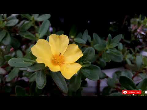 Amazing Colors of Spring Flowers and Fall Leaves - 4K Nature Relax Video with Nature Sounds |Nature|