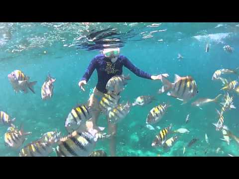 Angel Fish Reef Dive