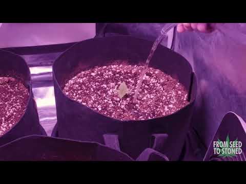 How to Water and Feed Autoflowers Complete Schedule   White Widow Budget Grow Week 2