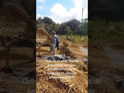 Colheita de arroz,   junho/2026, povoado Burralho (zona rural de Luzilândia PI), gilmar.lopes395891