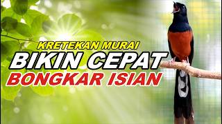 Download lagu PANCINGAN MURAI BATU FULL ISIAN TEMBAKAN MEWAH, BIKIN MURAI BATU BONGKAR ISIAN mp3