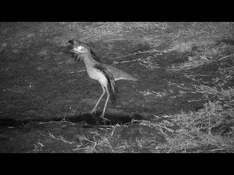 Djuma: Water Thick-knee - 05:50 - 05/11/19