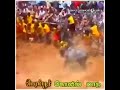 சிங்கம் எப்பவுமே சிங்கம் தான்