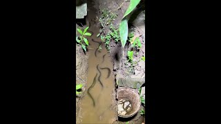 Download lagu Ketemu Kawanan Ikan Belut, rejeki Nomplok mp3 Download lagu Ketemu Kawanan Ikan Belut, rejeki Nomplok mp3