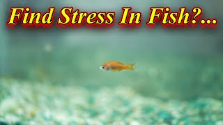 How to Find Stress Signs In Our Fishes?... Problems And Diseases  / Fish Aquarium Tamil