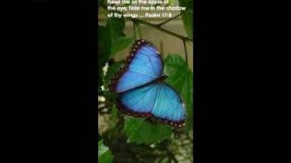 Psalm 17 (with text - press on more info.)