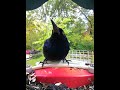 The #Grackle might be a pest but I  think the feathers are pretty