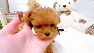 タイニープードルの動画02