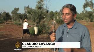 Bacteria slowly killing Italy&#39;s olive trees