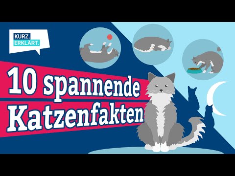 10 spannende Fakten über Katzen, die du kennen solltest - kurz erklärt!