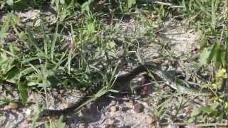preview picture of video 'Comportamiento de defensa en la Culebra Verde y Negra (Liophis poecilogyrus sublineatus)'