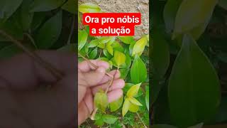 ora pro nóbis a solução #emagrecimento #perderbarriga #lowcarb