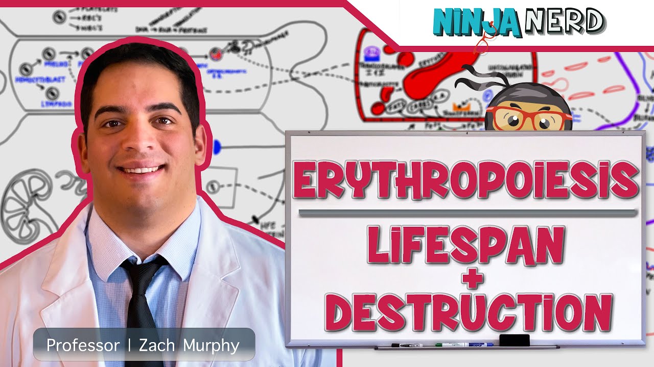 Hematology | Erythropoiesis: Lifespan & Destruction: Part 2