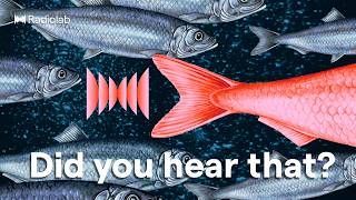 Red Herring | Radiolab Podcast
