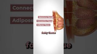 Download lagu How Breasts Get Bigger During Puberty mp3 Download lagu How Breasts Get Bigger During Puberty mp3