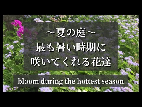 ツゲの木 日陰のテラスに適した植物 グリーンボールバルコニーのアイデア