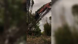 カラスの巣があるなんて知らずに......