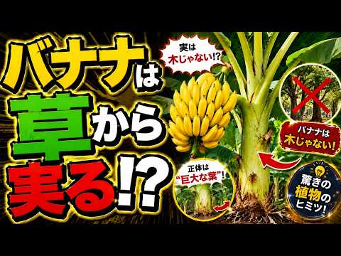 バナナは草!?｜スーパーで毎日見かけるあの『木』が実は植物学上の草である理由
