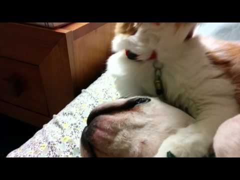 When a cat loves a dog