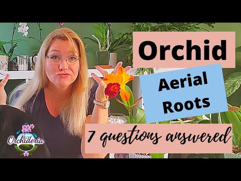 Orchid Aerial Roots: 7 Important Questions