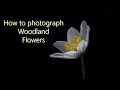 How to photography flowers in woodland - macro photography
